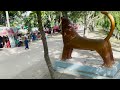 jahanabad adventure base u0026 bonobilash zoo amusement park cantonment park gilatola khulna