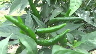 ចំការម្ទេស Chili farm