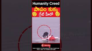 😭పాపం కుక్క😭 this man rescue his life to save a dog #humanity #youtubeshorts #kindness #shorts