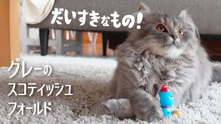 【スコティッシュフォールド】 グレーな子猫のひとり遊びおもちゃ - That kitty loves things.