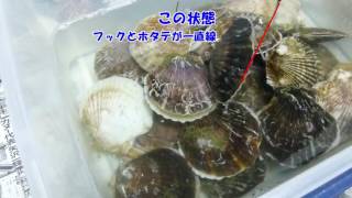 【豊浦】世界ホタテ釣り選手権　ホタテを釣るテクニック（フックの先で釣る）