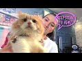 i-Pet | Episod 8 | Zara Zya & Kucing Beshetik