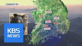 귀여운 반달가슴곰?…마주쳤을 때 행동 요령은? / KBS뉴스(News)