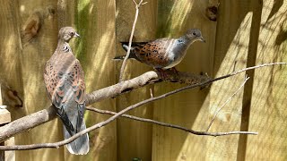 European Turtle Dove/ঘুঘু পাখি