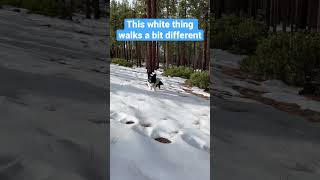 Cardigan corgi walks on the ice #corgi #dog #shorts #ice #tahoe #laketahoe #winter #コーギー #코기 #柯基