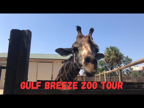 How long does it take to walk through Gulf Breeze Zoo?