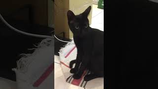 Kuro注意了一下沒聲音了，左右觀察之後依舊不解聲音從何而來   #cat #cats #cute #cute cat #shorts