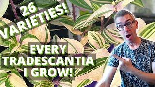 Tradescantia VARIETIES: 26 Different Plants in Huge TOUR!