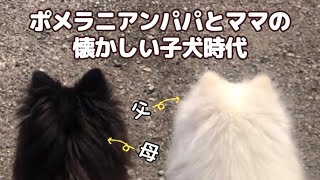 【白黒ポメラニアン夫婦】かわいい2匹の子犬がパパママになるまで【成長記録】pomeranian puppis