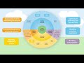 fiso improvement model animation final