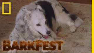 Smart Dog Profile: Chaser | BarkFest