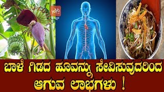 ಬಾಳೆ ಗಿಡದ ಹೂವನ್ನು ಸೇವಿಸುವುದರಿಂದ ಆಗುವ ಲಾಭಗಳು ! | Banana Flower Benefits In Kannada | YOYO TV Kannada