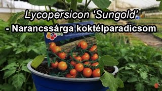 Lycopersicon 'Sungold' - Narancssárga koktélparadicsom