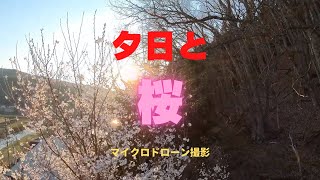 「さくら」マイクロドローン撮影（空撮）