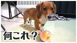 知育玩具の遊び方が分からない子犬が取った方法【コーギーとドーギー】