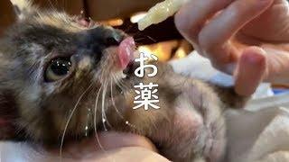 【保護された子猫】サビ子走って！