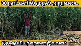 சூப்பர் நேப்பியர் | Super napier grass tamil | பசுந்தீவனம் வளர்ப்பு | தமிழ்நாடு முழுவதும் டெலிவரி