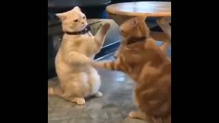 cute kittens playing | Aam chori chappa chori | #Shorts