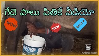 Super milking by hand | గేదె పాలు పితికే వీడియో | Like and Subscribe