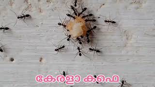 കുഞ്ഞൻ ഉറുമ്പുകൾ [ANT]