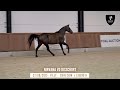 NR 1 - NIRVANA VD BISSCHOP - Two for one with the best of vd Bisschop genes!