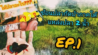 ช้อนปลากัดป่าใต้ Iแหล่งปลา2น้ำl EP. 1 (เกือบไม่ได้ตัว!!)