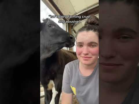 Is dairy farming cruel?