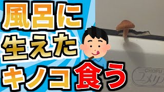 【バカ】風呂にキノコが生えてるんで食ってみるｗｗｗ【2ch面白いスレ】【ゆっくり解説】