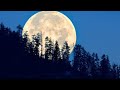 ASMR M4M (werewolf roommate makes you his mate) 