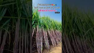 #shetkari #sheti #ऊसतोड #ऊसशेती #ऊसलागवड #ऊस #short #viralvideo