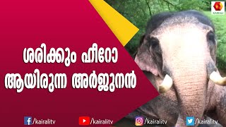 ശാപ്പാട്ടുരാമനായ  അർജുനൻ ആന | Arjun Elephant | Kerala