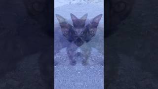cat videos sound...Cat, Pets, Funny Daily, Cooking, KungFu, Chef Cat, Super kitty, Super Kitty, Kung