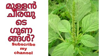 മുള്ളൻ ചീര /നമ്മുടെ പറമ്പുകളിലും റോഡ് സൈഡിലും കണ്ടുവരുന്ന മുള്ളൻ ചീരയുടെ ഔഷധ ഗുണങ്ങൾ അറിയാമോ 😍