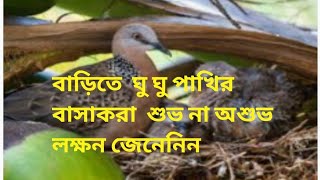 বাড়িতে ঘুঘু পাখি আসলে কি হয় । শুভ না অশুভ।দেখে কি গভীর রহস্য।