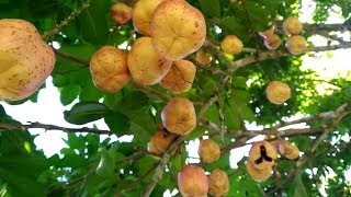 EP19. El ackee, una fruta deliciosa que podría matarte...