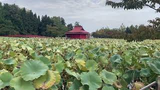 2023年10月19日 猿賀公園の紅葉の様子【青森県平川市】