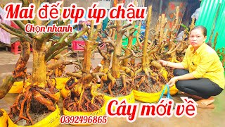 Phôi mai bonsai hoành to đế nôm siêu víp 14/2 Chị Yến 0392496865 |MaivàngThanhTâm