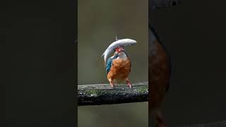 秋の大魚叩き　20241111　No10 #shorts　#kingfisher  #happyhovering #α9III #birds #wildlife