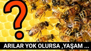 Arılar Yok Olursa,Yaşam...