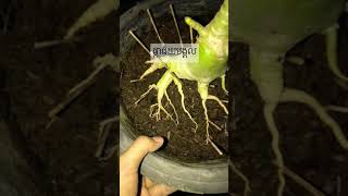 ផ្កាជ័យមង្គល តែងឬស| Adenium Root Training