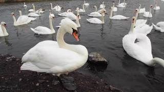 Łabędzie nieme (Cygnus olor) na Jaworzniku