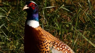 Pheasant eating and running | Ring necked | In the wild