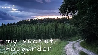 A calm visit to my secret hopgarden in the magical German Hallertau.