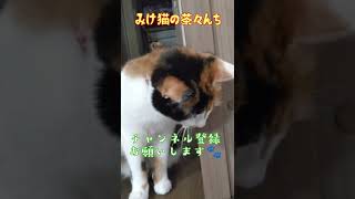 【三毛猫】みなさまこんばんはの挨拶。かわいいみけねこ　#保護猫　#shorts　#三毛