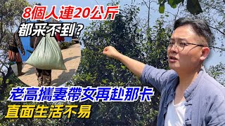 8個人連20公斤都采不到？老高攜妻帶女再赴那卡，直面生活不易！购茶请加微信/赖line：HDLG002#普洱茶#古树茶#老班章#古树茶#茶#茶叶#茶葉#古樹茶 #普洱茶wechat #tea