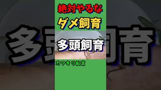 【9割が知らない】カマキリの絶対やってはいけない飼育方法トップ5