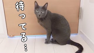 娘が部屋に来ないので不安になってしまう猫