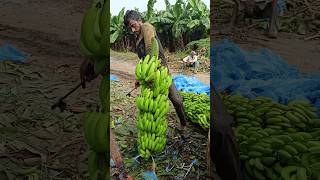 Today banana Harvesting in gujrat panetha part 10