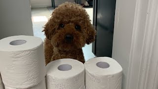 의구의 휴지벽챌린지 (Toilet Paper Wall Challenge)