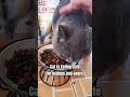 EATING CAT #trending #cat #ytshorts